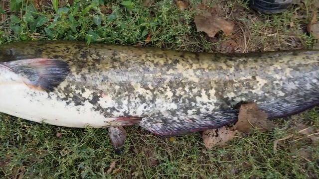 ?Ибрагиму Попался Хороший Сом на Китайскую Ловушку  ?Рыбалка в Дагестане?