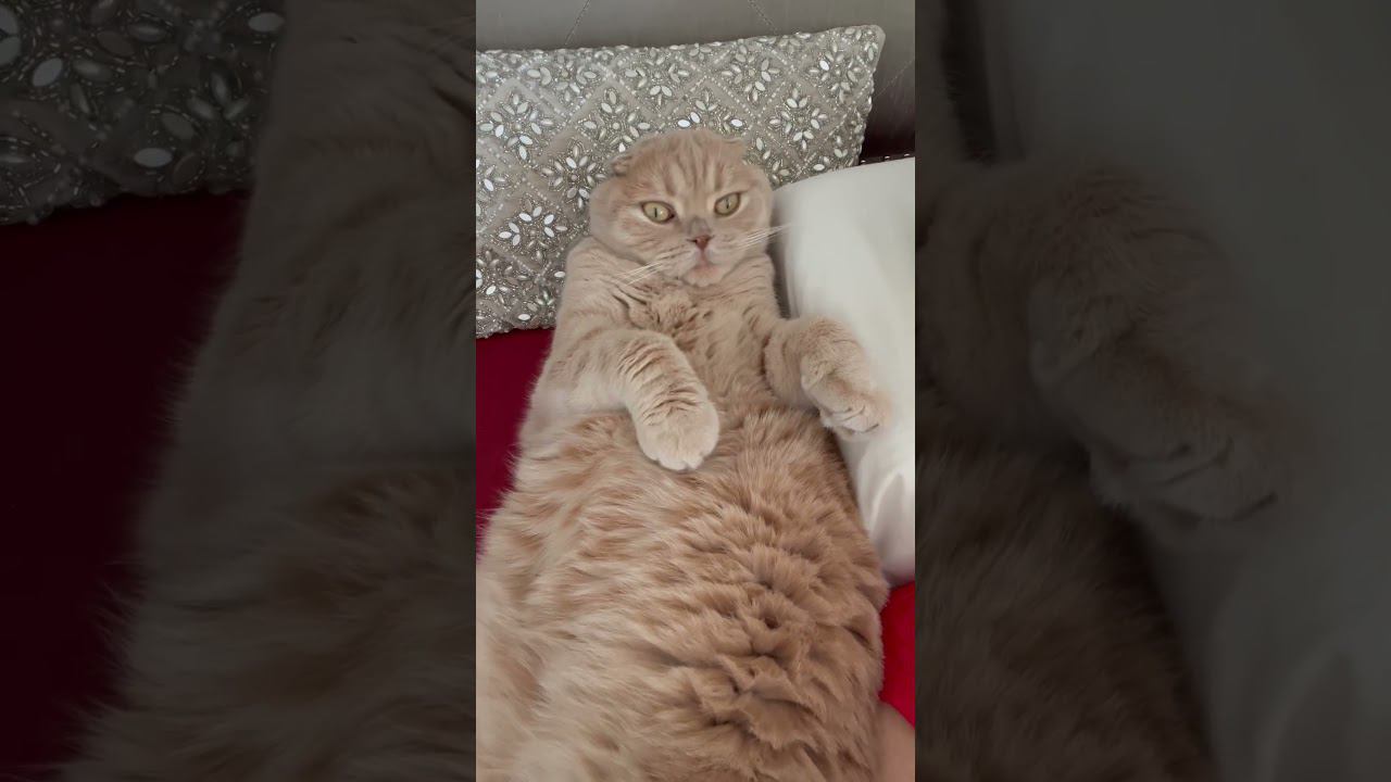 Good Morning , Cat Levi Is Waking Up))) #scottishfold #cateyes #catface #catplay #funnycat
