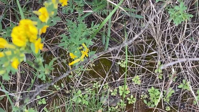 Шмель собирает нектар