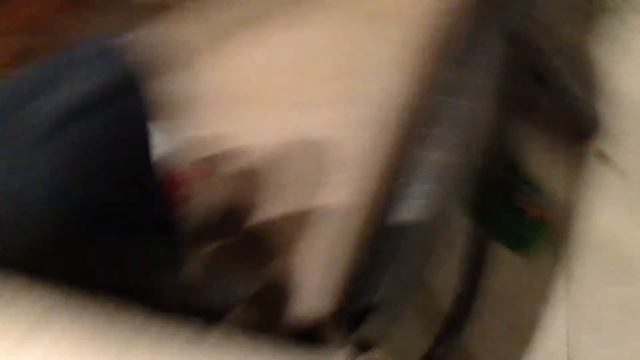 Собака грызёт кота а он убигает