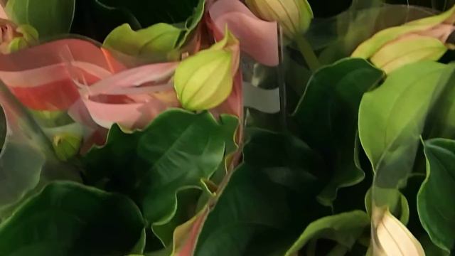 851760323621af8c7f4ff29f97cb0346