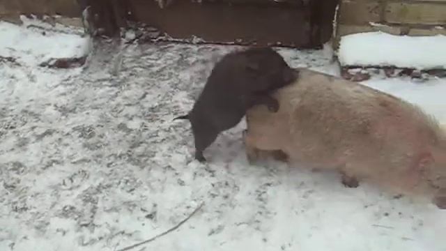 вьетнамец тренировка 12 января 2013