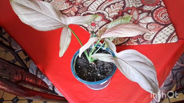 Syngonium Podophyllum Pink Y Sus Cuidados.