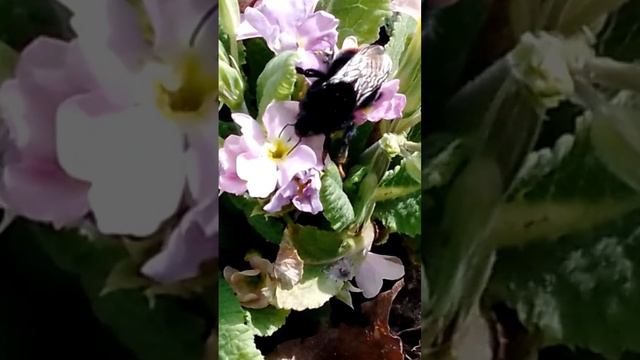 фото шмеля на цветке 