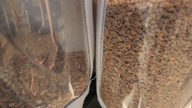 удаление горчака из пшеницы,  как отделить горчак
зерноочистительная машина САД