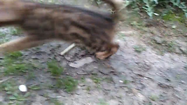 Бенгальский котёнок Минск