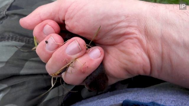 Saving A Shrew From A Dog - Walthamstow Marshes - Common Shrew (Sorex Araneus)