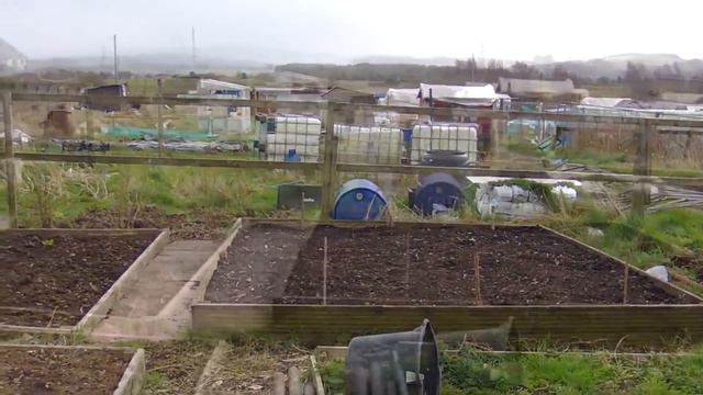 The Eggs Have Hatched, Potting On Our Onion Sets!