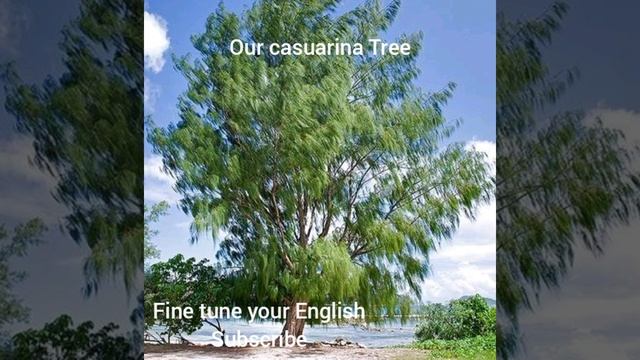 Our Casuarina Tree English Summary By Toru Dutt