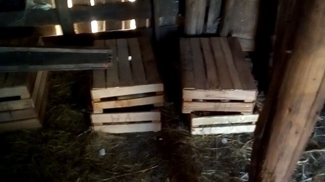 Индюшки сели на яйца