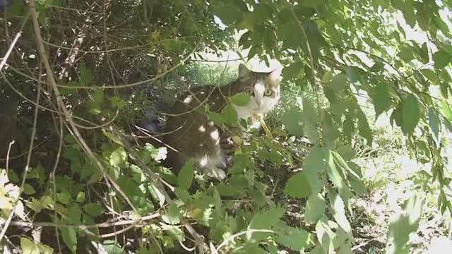 Невкусный воробей