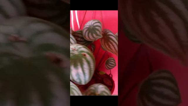 Peperômia Melancia