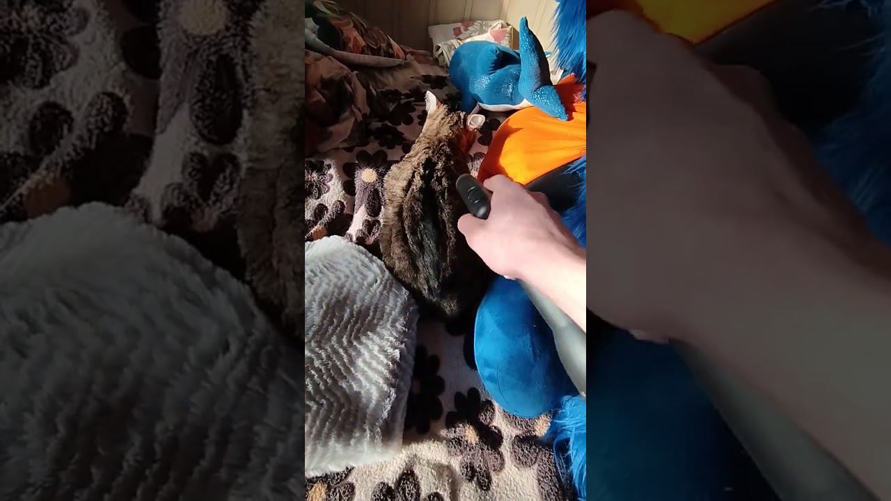 Кошка не боится пылесоса