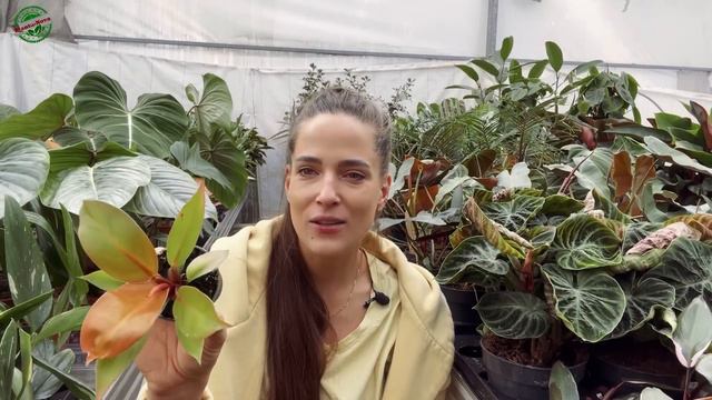 🙀Ogromna Dostawa! 🍃Ph Atabapoense, Ph El Choco Red, Syngonium Holly, Aglaonemy I Wiele Innych!