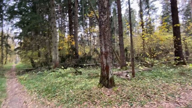 Ароматная осень, или Грибная сказка осеннего леса ...Лесные приключения Лелика и Вовика