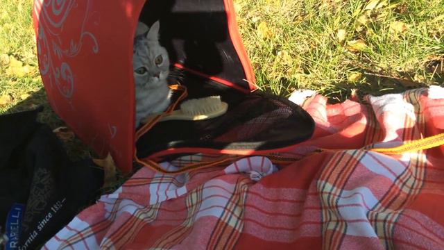 ВЛОГ- Болталка - Шотландский кот Гамлет | Scotish Strite Cat