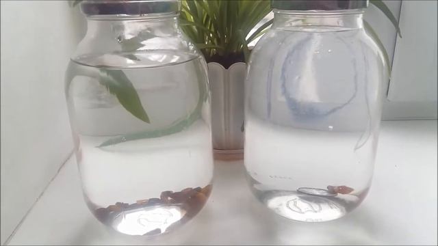 КАК Я ОЧИЩАЮ ВОДУ ДЛЯ ПИТЬЯ