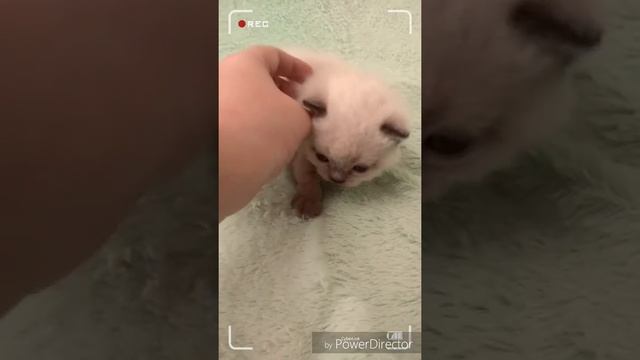Шотландский котёнок , окрас колор поинт шоколад.  19 дней!