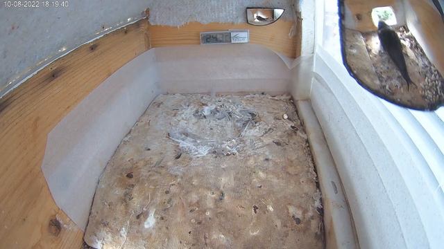 Стрижи. Сезон 2022. Птенец 42  день. Старший улетел 7.08 в 21-02-57...