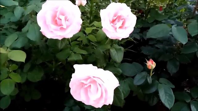 РОЗЫ, КОТОРЫЕ МЕНЯ РАЗОЧАРОВАЛИ. САЖАТЬ ИХ НЕ БУДУ И ВАМ НЕ СОВЕТУЮ