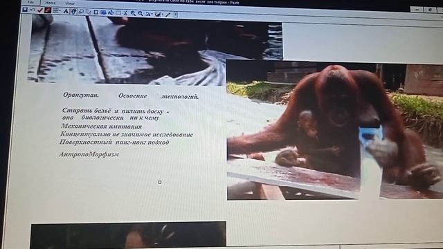 4 3+    неразрушаюшие наблюдения  Шарлотта Уленброк  Виноградный клоп  Капуцин  Выдра  Саранча