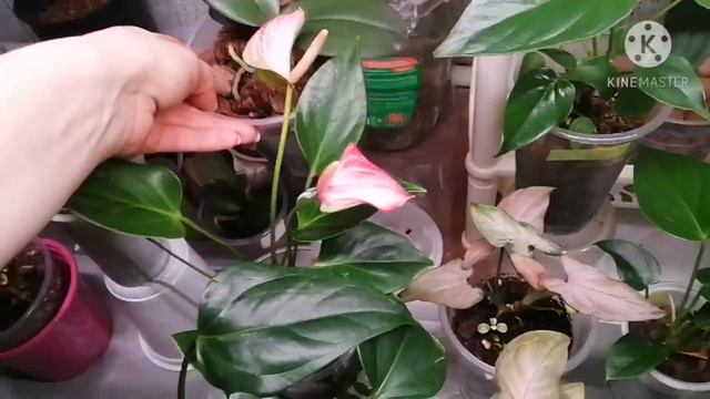 Комнатные цветы. Обзор стеллажа с комнатными цветами.