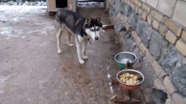 Воспитанный пес кушать без команды не идет