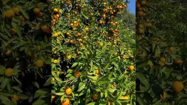 ВСЕМ оранжевого настроения!!! ПРИЕЗЖАЙТЕ в Абхазию покушать абхазские мандарины прямо с дерева!!!