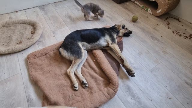 Два раза проехался по собаке, сломал ей позвоночник!!!