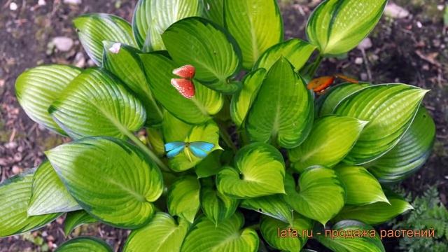 Хоста гибридная Стейнд Гласс hosta stained glass ? обзор: как сажать луковицы хосты Стейнд Гласс