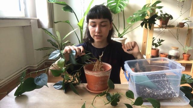 Bakımı En Kolay Philodendron | Nasıl Köklendirdim? | Toprağa Geçiş