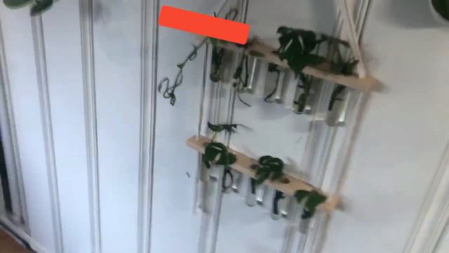 Sunroom Plant Update! Sharing Growth And More!