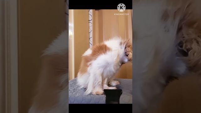 ККЧС Амикоша❤️ -  душа моя!