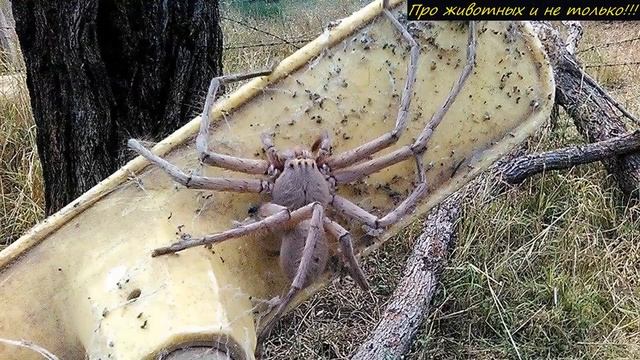Он проверил запись с камеры, чтобы узнать кто ночью звонил в дверь! Хорошо, что он её не открыл!