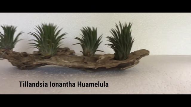 Hanging Garden: Tillandsia Part1