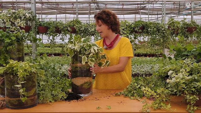 Como CUIDAR De HERAS