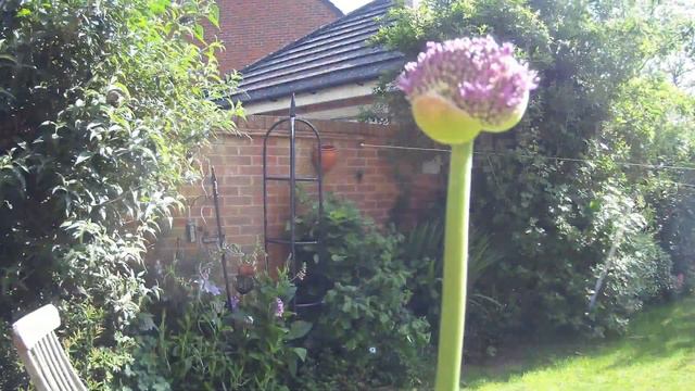 Allium Time-lapse