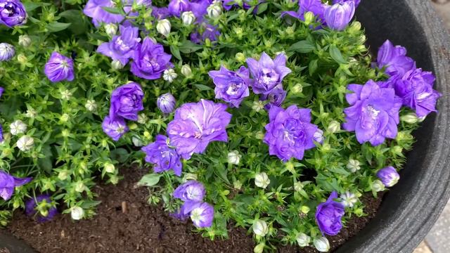 Campanula, Bellflower, Klokje