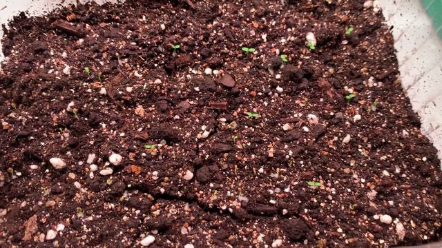 Результат за 7  дней!!!Посев земляники мелкоплодной на рассаду, сорт Али-Баба и Душистое Лукошко.