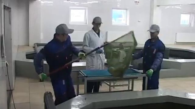 МАСТЕР КЛАСС ПО ИЗВЛЕЧЕНИЮ ИКРЫ ИЗ РЫБЫ