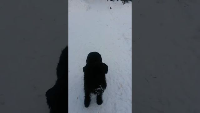 Ризеншнауцер Риччи. Принос монетки