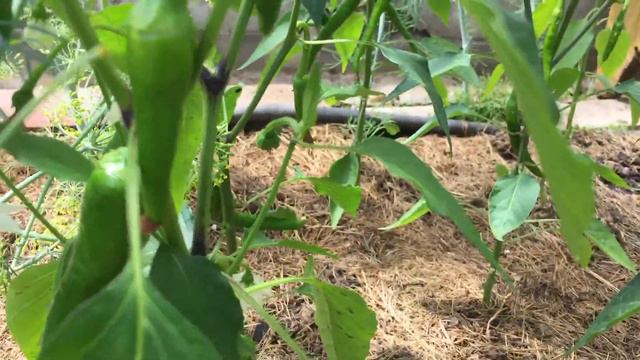 Острый, горький перец. Загородная жизнь.