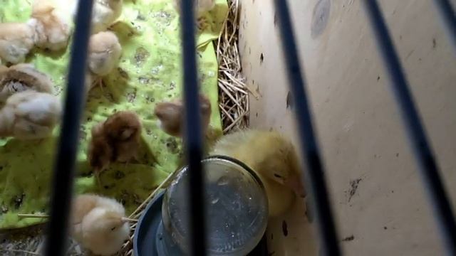 Уживутся ли цыплята и гусенок?