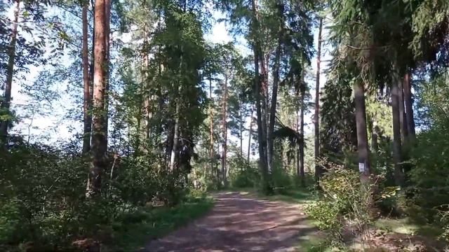 Тумботинское озеро. Купаемсязагораемдышим сосновым воздухом.