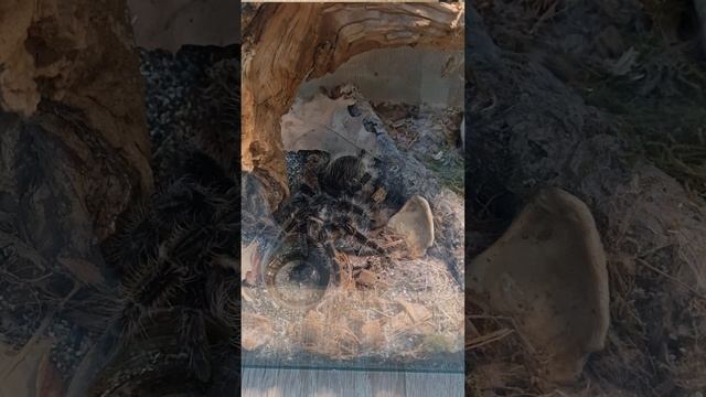 Выставка богомолов.