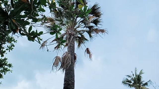 Зарисовки Филиппин. Под мою музыку.