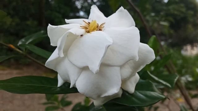 Cape Jasmine / Common Gardenia