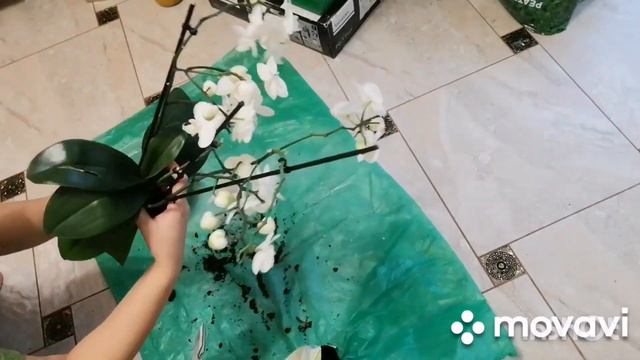 Досеваю семена🌿🍃🍅. Пересаживаю орхидею 🌺и что купила на рынке🍶🧈🧀
