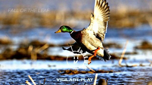 Vigilant PLAY - Fall Of The Leaf