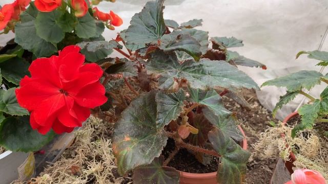 Бегонии Элатиор? Borias,Batik,Orange,Salmon